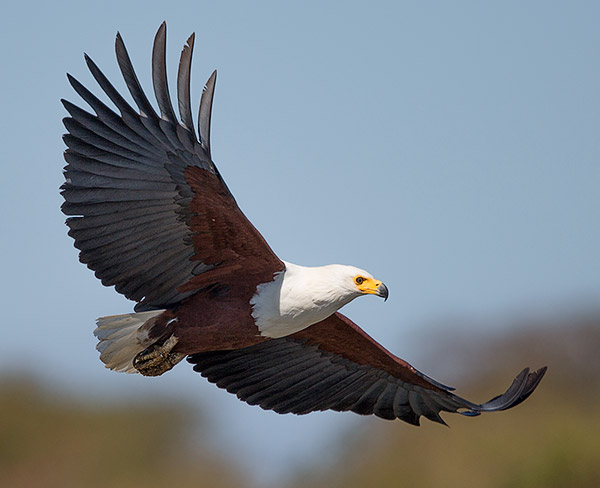 African Fish Eagle in flight